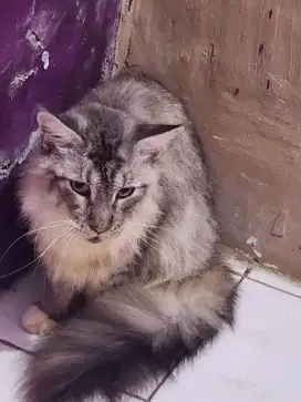 Maincoon dewasa super besar