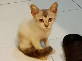 Kitten mixdome umur ± 3 bulan