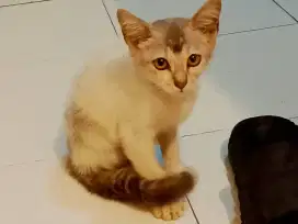 Kitten mixdome umur ± 3 bulan