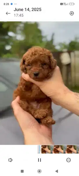 Red Toy Poodle Betina
