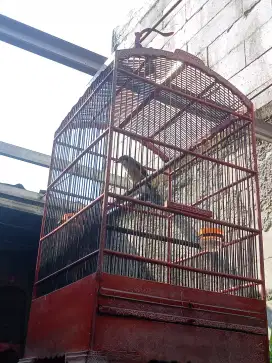 Pentet Jantan Pastol dari Trotolan Hutan