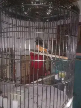 Jual cepat burung murai batu