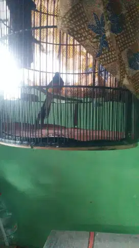 Murai Batu Medan