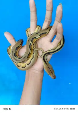 Ular tiger selayar platisun