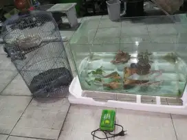 Aquarium 30x60 batu karang aerartor dan  sangkar harga 150rb