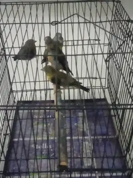 Burung Red Siskin Klasik