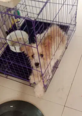 Ganti Pakan Anjing Mix Pom