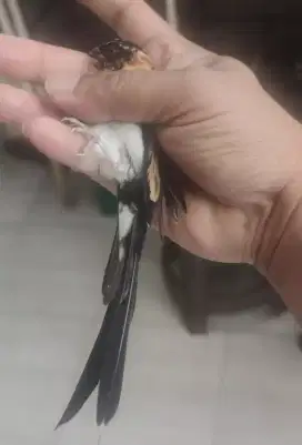 Burung Paradise Whydah