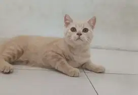 BSH CREAM TABBY