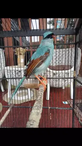 Jovin sama Kandang