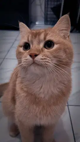 Pacak Kucing Psrsia Short Hair