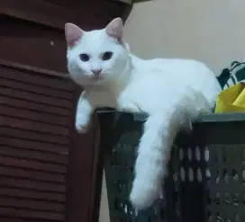 Over adopsi kucing Persia Himalaya campuran induk bapanya kampung
