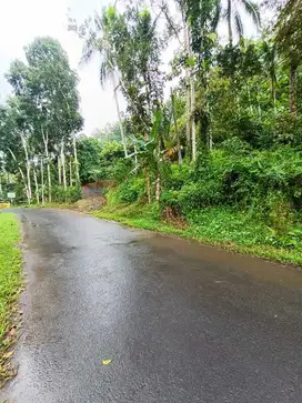 KEBUN MANGGIS & DURIAN PINGGIR JALAN LICIN BANYUWANGI