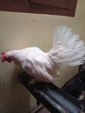 Ayam Kate biang Putih polos