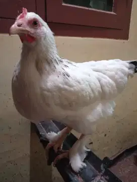 Ayam Brahma Colombian Light BETINA