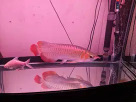 JUAL IKAN ARWANA SUPER RED