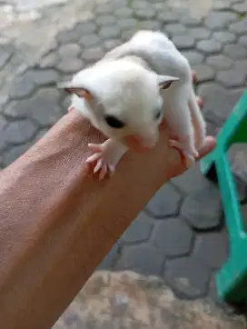 Sugar glider platmoz betina