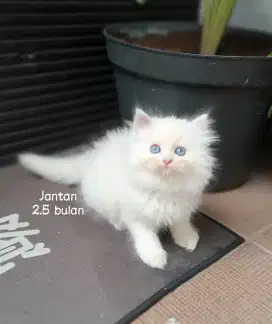 Kucing persia flatnose
