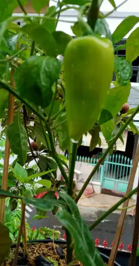 CABE TAILAN/CABE GENDUT