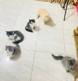 Kucing persian flatnose dan Ns