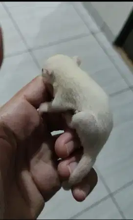 Baby sugar Glider cream
