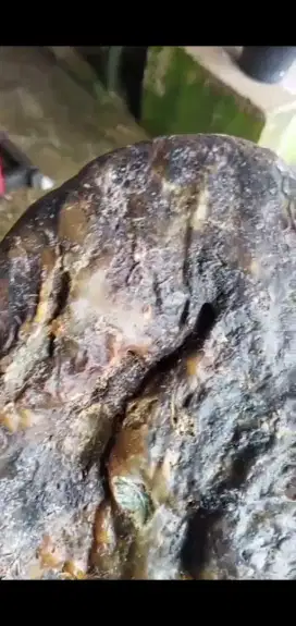 AMBERGRIS/muntahan ikan paus