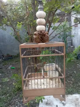 Prenjak jantan body gede