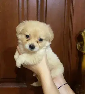 Anjing Betina Lucu