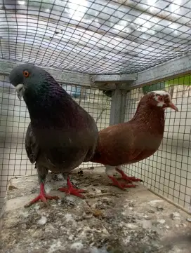 Burung dara giring cc kenceng