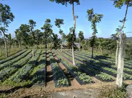 Tanah murah dengan view pegunungan