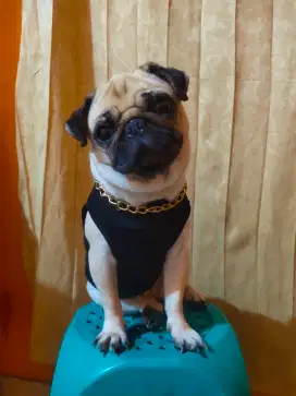 ANJING PUG BETINA NON STAMBUM