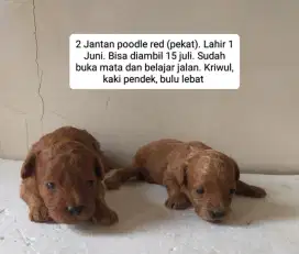 2 jantan poodle warna red (pekat)