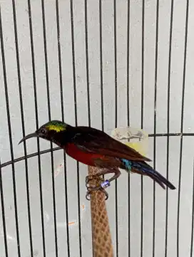 Burung ko nin da cok natuna body panjang masteran kacer