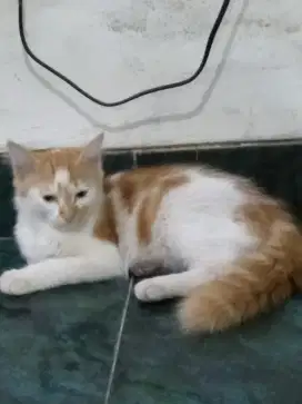 Kucing Anggora Betina