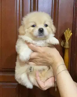 Anjing Betina Lucu