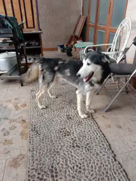 Di jual anjing Husky cepat .tukar tambah bisa.