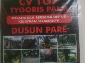 Lowongan pekerjaan di perkebunan kelapa sawit