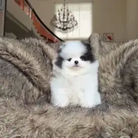Super mini pom jantan cakep