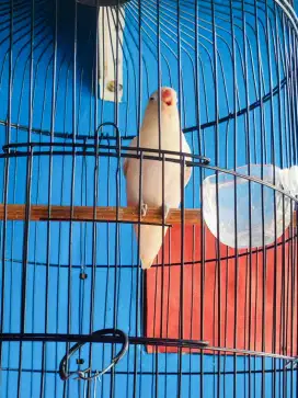 Burung Love Bird Albino BURJA