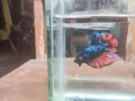 Cupang short body/bonsai Giant Nemo Avatar
