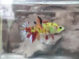 Cupang neon Giant