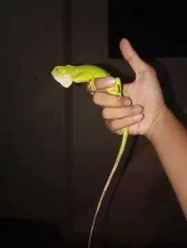 Iguana baby up elsavador