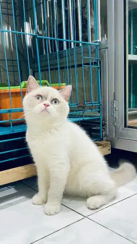British bsh ragdoll shorthair betina