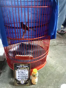 Jual aja nie burung pretasi Bln kemaren blm digantang lagi sibuk nguli