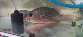 Ikan Mangrove Jack (MJ)