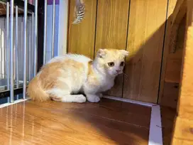 Kucing kitten munchkin gaelic single fold