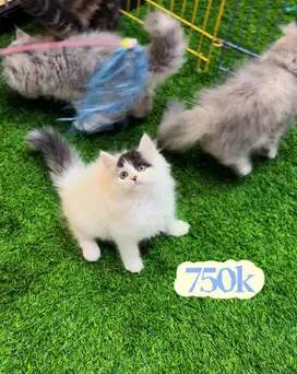Kucing kitten persia 3 ekor jantan(harga perekor)