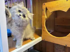 Kucing kitten persia betina