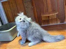 Kucing kitten persia betina 2