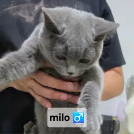Open Adopt: British Shorthair (BSH) X Scottish Straight usia 5 bulan